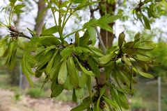 Fraxinus excelsior (Fresno) fruto
