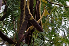 Gleditsia triacanthos (Acacia de tres espinas) fruto
