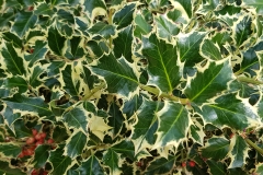 Ilex aquifolium (Acebo)