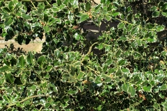 Ilex aquifolium var. Silver Queen (Acebo común)