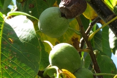 Juglans regia (Noga) fruto