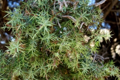 Juniperus communis (Enebro común)