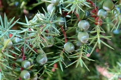 Juniperus communis (Enebro común) fruto