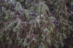 Juniperus oxycedrus (Enebro rojo)