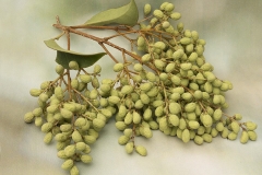 Ligustrum lucidum (Aligustre) fruto
