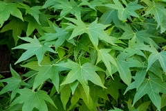 Liquidambar orientalis (Liquidambar oriental)