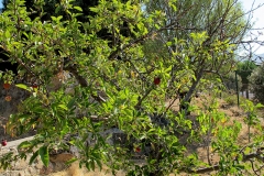 Malus domestica (Manzano)