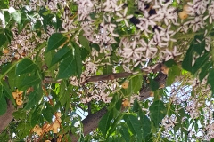 Meliza azedarach (Cinamomo flor y fruto)