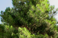 Pinus nigra (Pino negral)