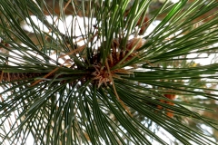 Pinus nigra (Pino negral) hoja