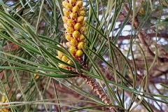 Pinus pinaster (Pino maritimo) flor