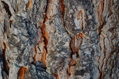 Pinus pinaster (Pino maritimo) tronco