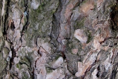 Pinus pinea (Pino piñonero) corteza
