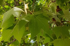 Platanus orientalis (Platano de Oriente)