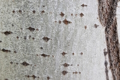 Populus alba (Alamo blanco) corteza