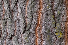 Populus nigra (Alamo negro) corteza