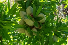 Prunus dulcis (Almendro)