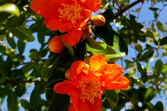 Punica granatum (Granado flor y fruto)