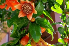 Punica granatum (Granado flor y fruto)