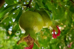 Punica granatum (Granado) fruto