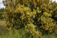 Quercus ilex (Encina)
