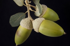 Quercus ilex (Encina)