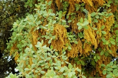 Quercus ilex (Encina) flor