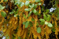 Quercus ilex (Encina) flor