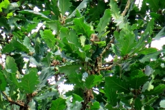 Quercus macranthera