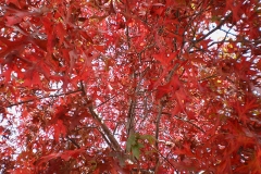 Quercus palustris (Roble de los pantanos) hoja