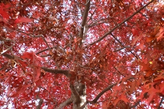 Quercus palustris (Roble de los pantanos) hoja