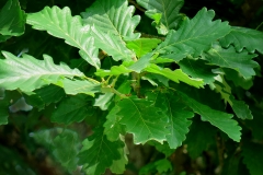 Quercus petraea (Roble albar)