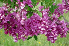 Robinia hispida (Acacia rosa) flor