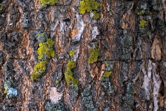 Salix babylonica (Sauce llorón) corteza