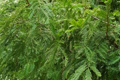 Taxodium distichum (Ciprés de los pantanos) hoja