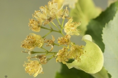 Tilia cordata (Tilo) flor