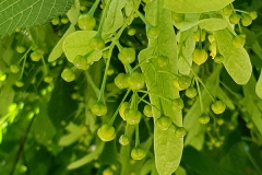 Tilia platyphyllos (Tilo de hoja ancha)