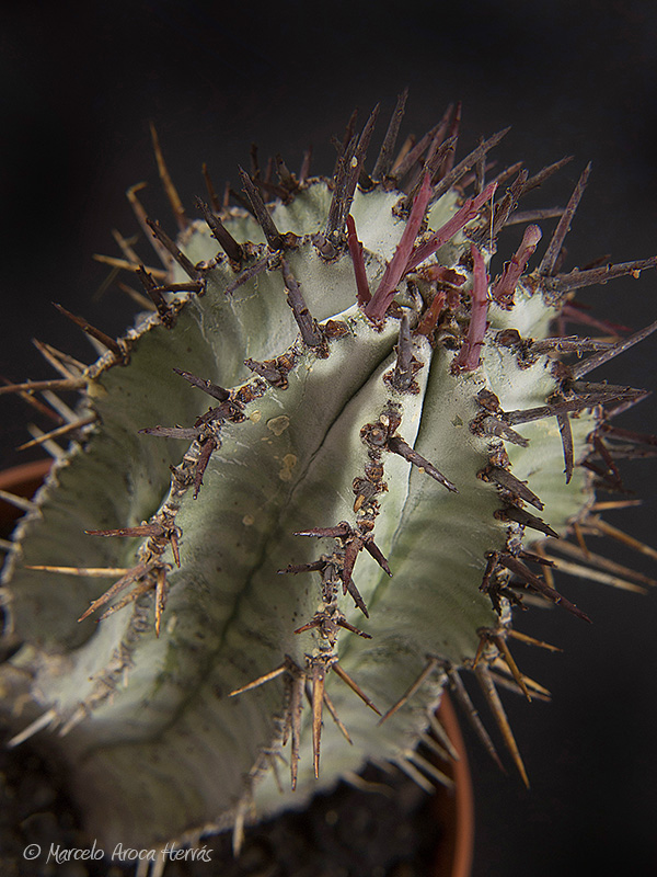 Euphorbia horrida var. striata