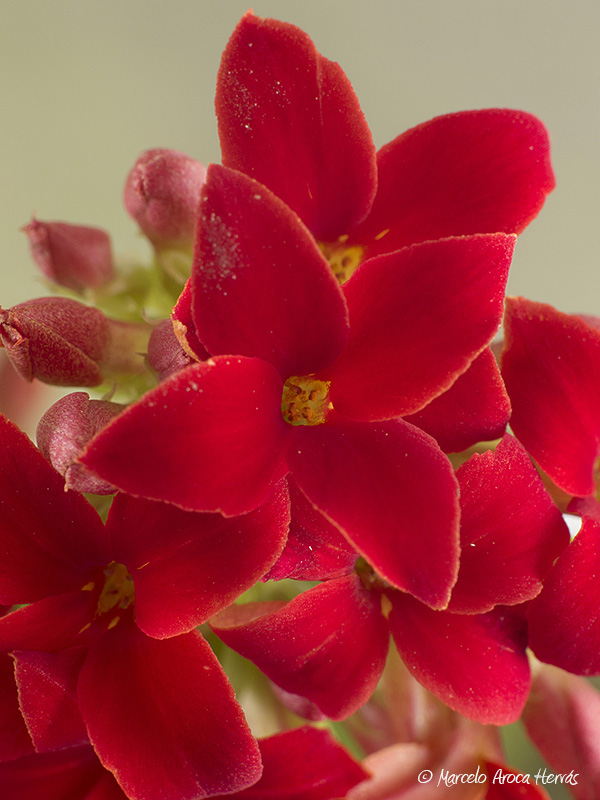 Kalanchoe blossfeldiana flor