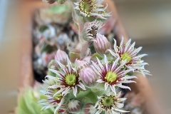 Sempervivum-tectorum