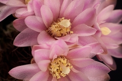 Gymnocalycium bruchii