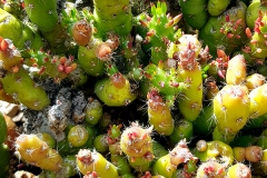 Austrocylindropuntia subulata (Espina de Eva)