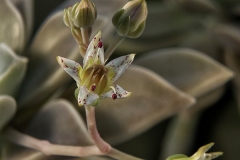 Graptopetalum paraguayense(Sedum weinbergii) 150 fl