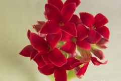 Kalanchoe blossfeldiana flor