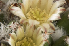 Mammillaria winterae