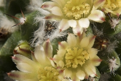 Mammillaria winterae