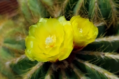 Parodia magnifica