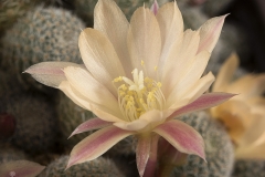 Rebutia albiflora