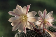 Rebutia albiflora
