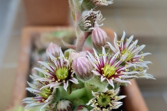 Sempervivum-tectorum